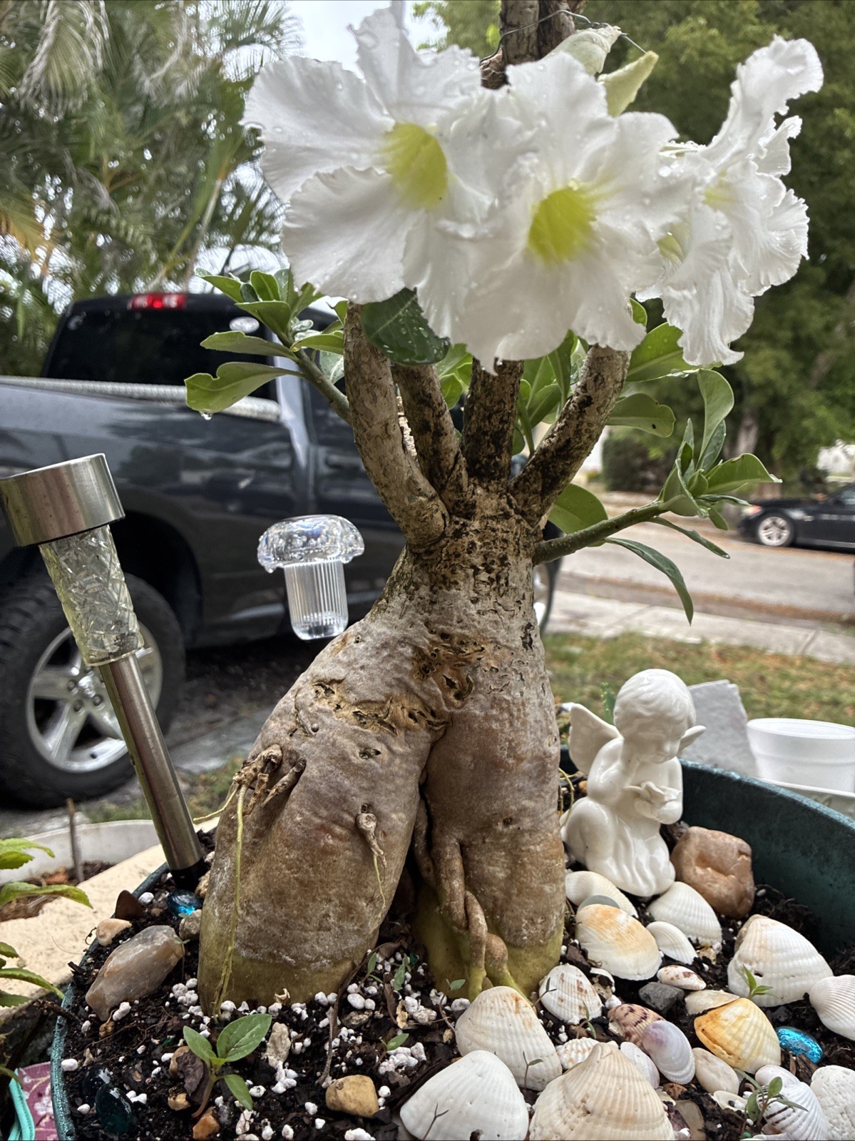 Beautiful White Adenium With Massive Caudex 12+ Years Plant