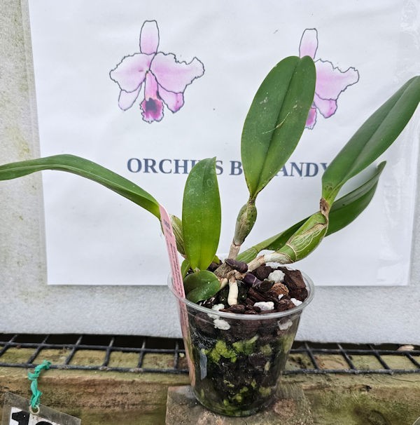 C (Snowblind x walkeriana) x Brass digbyana ‘Laura’ AM/AOS 3″ Pot 3B7