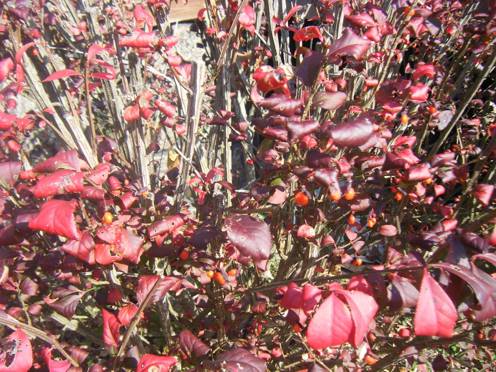 3 Red In Fall Burning Bush Shrubs Plants Beauty Heart PLANTS 1 to 2 foot TALL