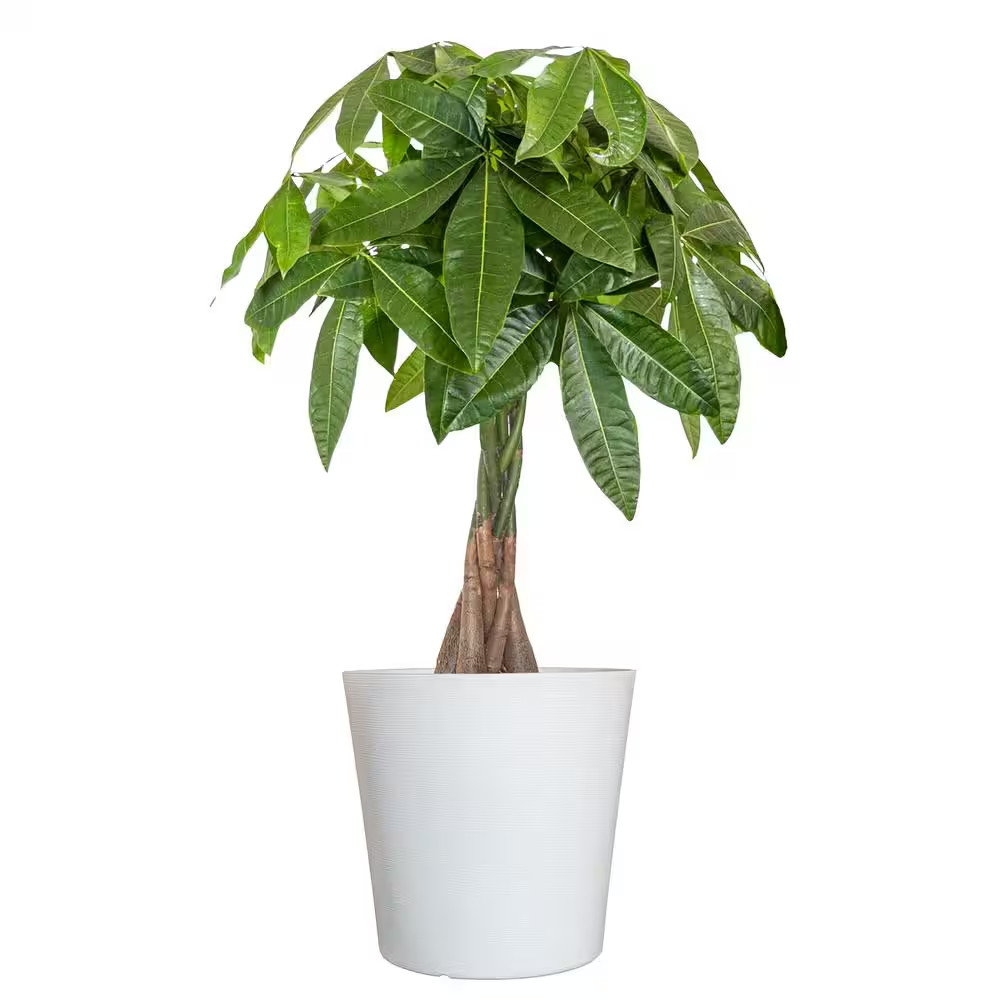 Live Money Tree, Braided Pachira Aquatica in 9.25 In. White Decor Pot