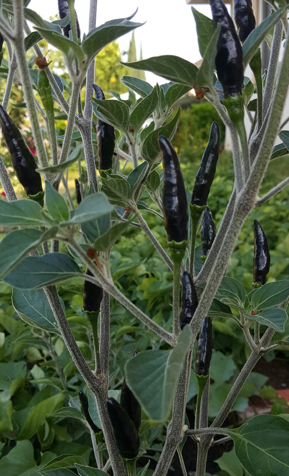 30+Fresh Rare Black Cobra Hot Chili,Black Pepper Organic Seeds
