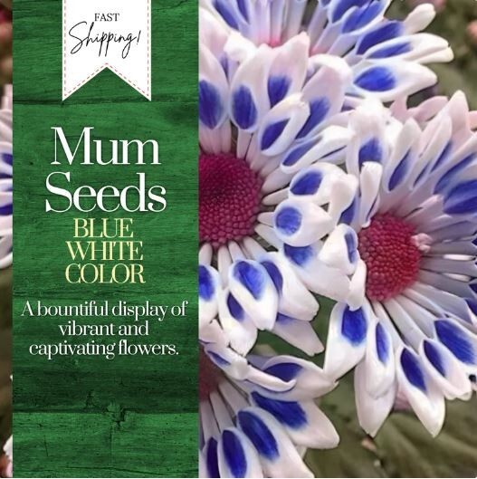 Blue White Mum Chrysanthemum Seeds 200+ Seeds Mum Flower, Flower Seeds Annual