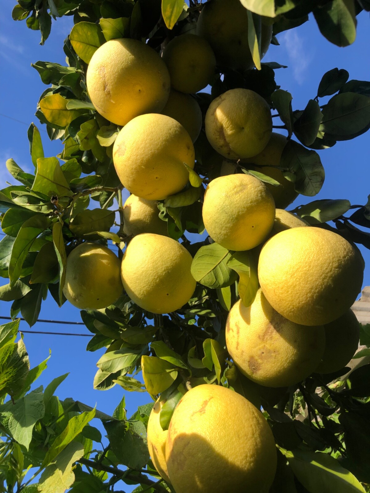 15+ Dry Organic Sweet Giant Pummelo, Pomelo, Citrus maxima grandis, Buoi