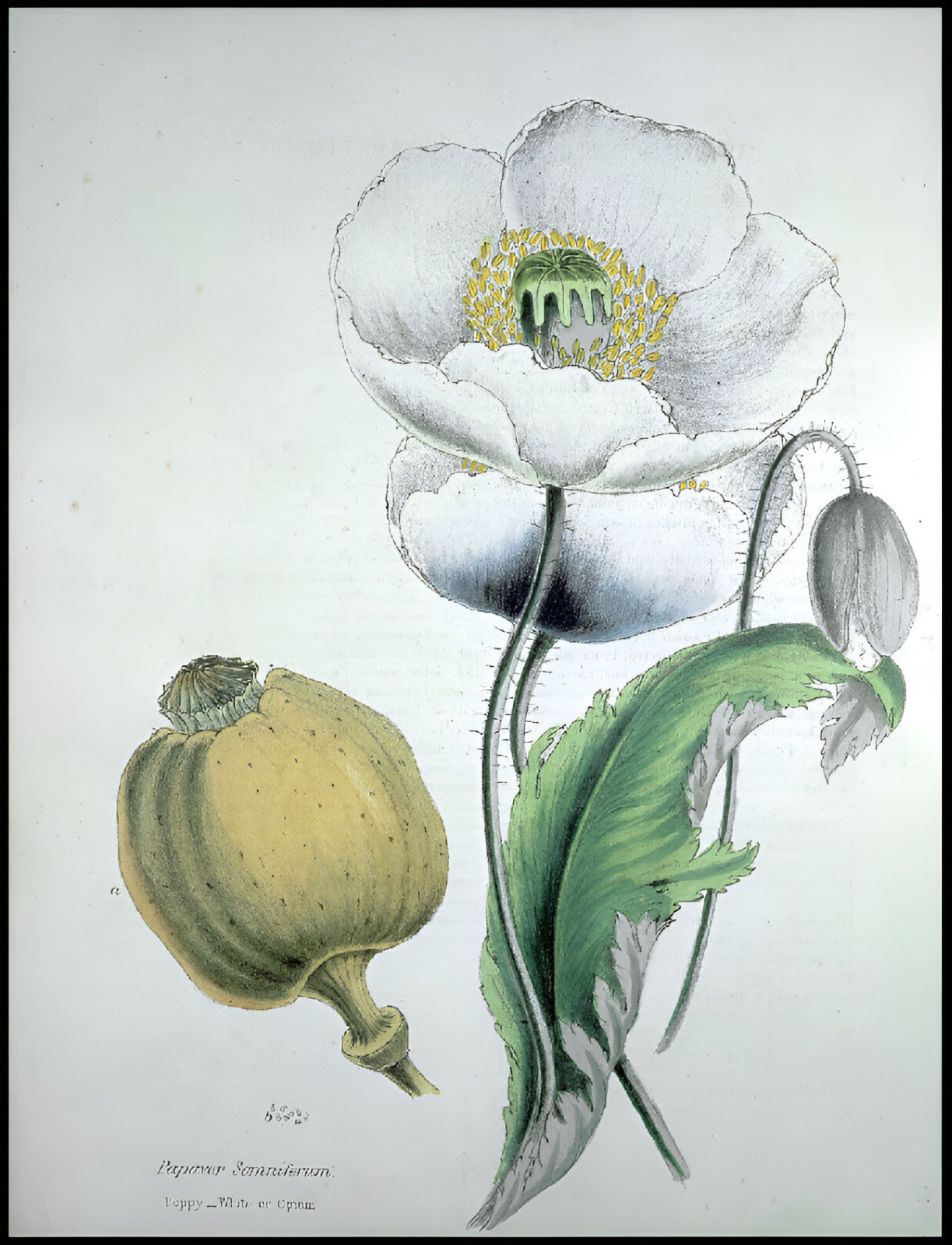 1,000 Seeds – Ultimate Mixed Poppy Seed – P. Somniferum – 10 Beautiful Varieties