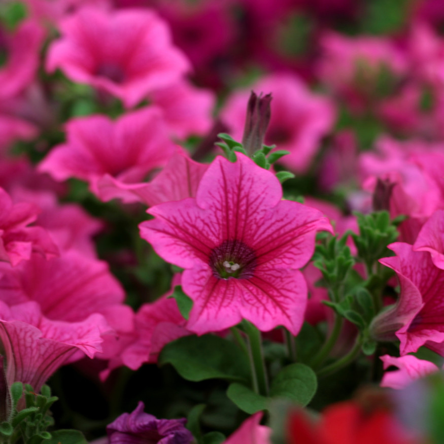 Petunia Seeds Flowers Perennial Flowers Seed Annual US SELLER 175 Seeds Garden