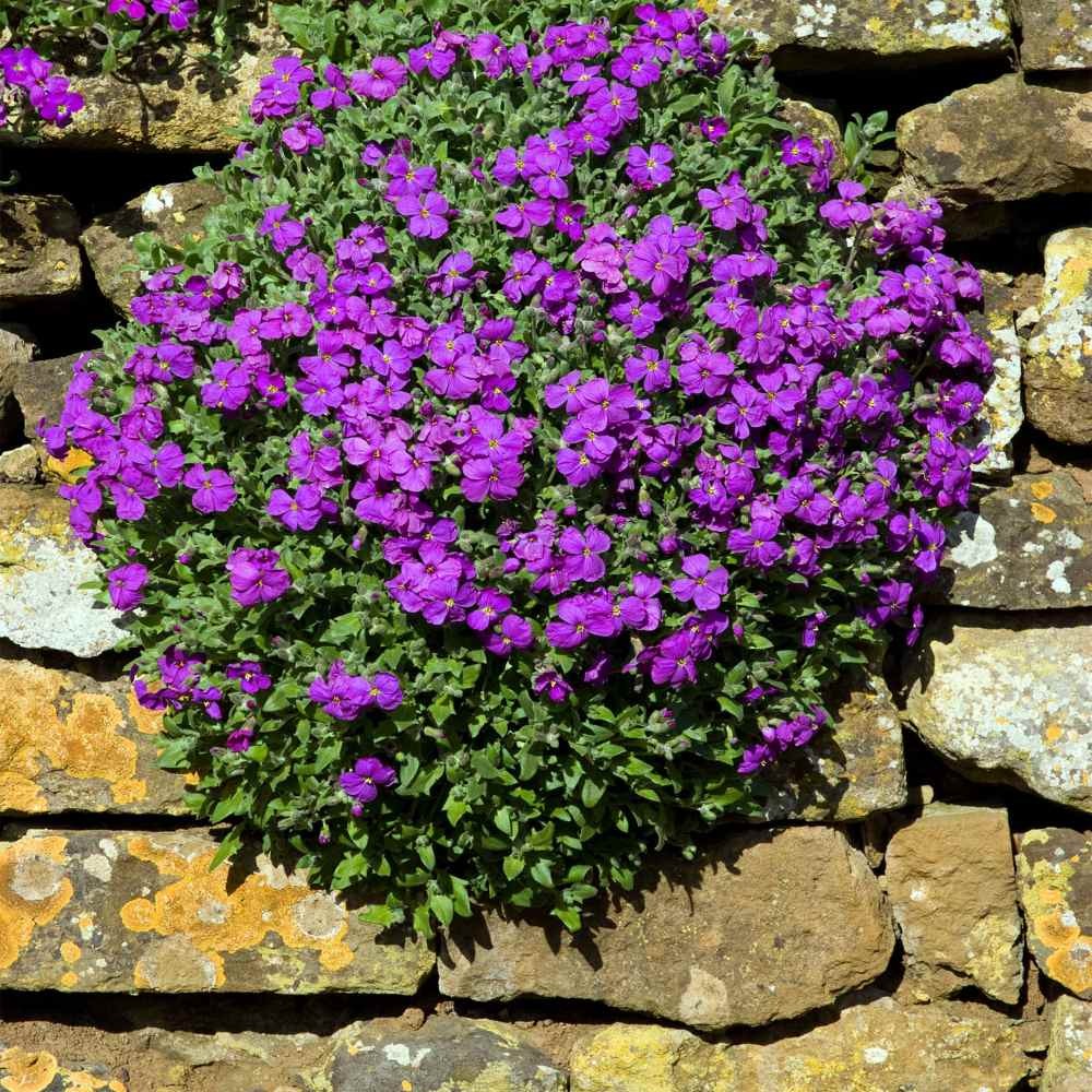5000 Seeds Aubrieta Seeds – Rock Cress Ground Cover Plant Seed