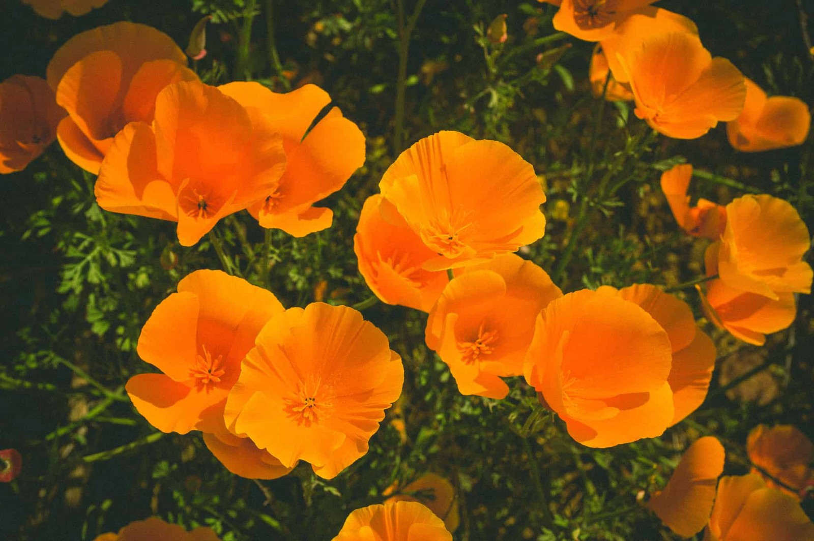 Bulk California Poppy Seeds Eschscholzia californica Stunning Orange Wildflower