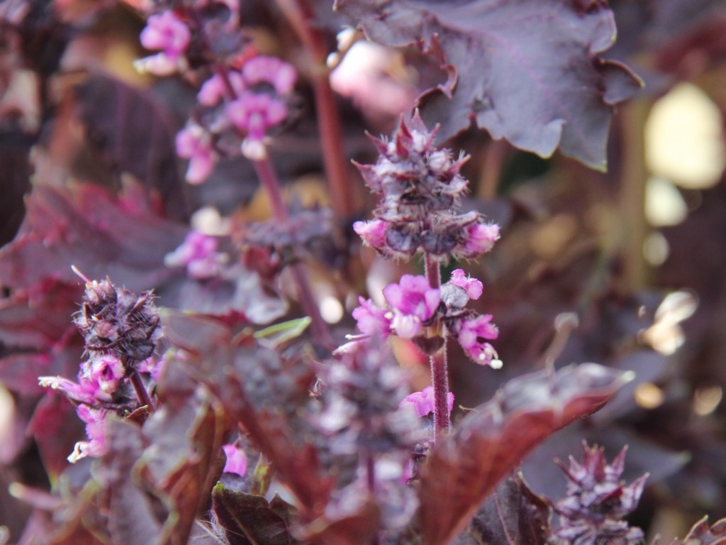 300+ seeds PURPLE DARK OPAL BASIL Ocimum basilicum ‘Dark Opal’