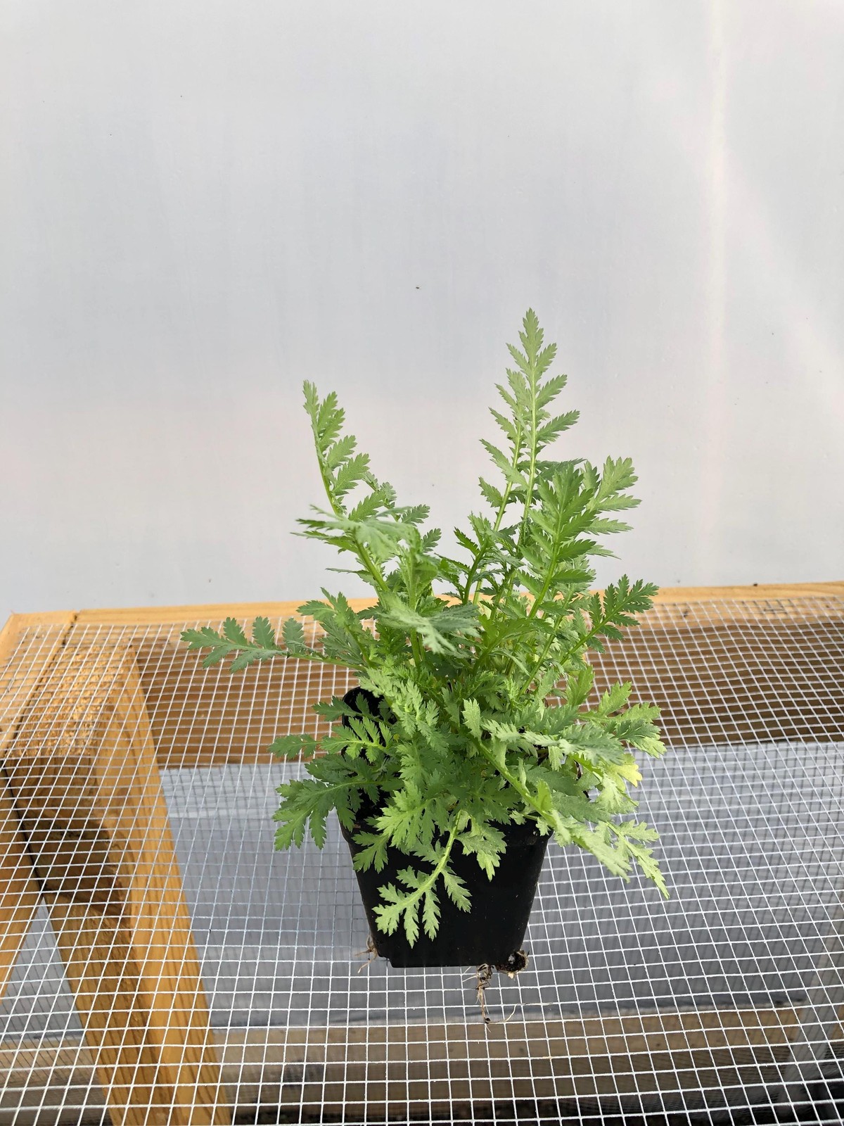 Tansy Live Flower Plants – Seedlings/Plugs- 4″- 12″ tall – 30-50 days old