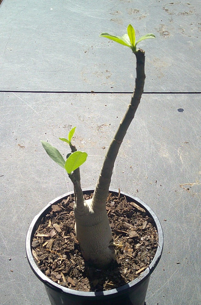 Adenium ARABICUM RCN (RACHINEE) Blossom Growing Caudex Live Plant 🇺🇸🆓⛟