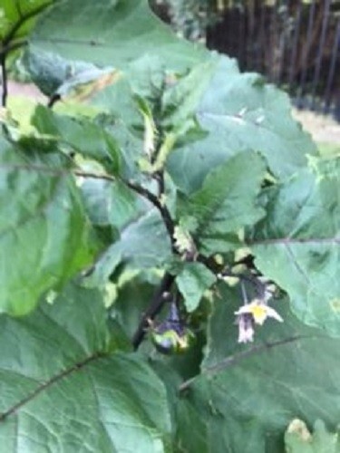 40 Seeds Pumpkin-on-a-Stick Decorative Halloween Eggplant Solanum integrifolium