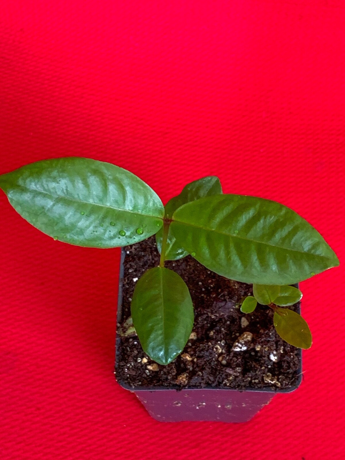 Purple Malay Apple Syzygium malaccense Fruit Tree Starter Potted Plant Very RARE