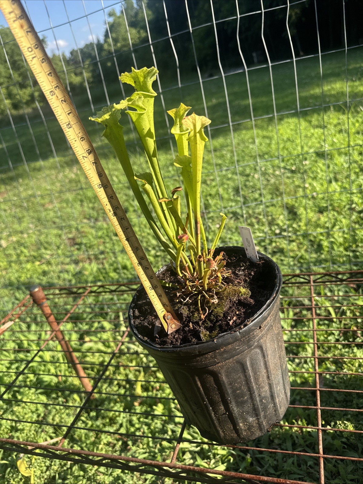 SARRACENIA X MOOREI “ADDISON BOG BOG MOOREI MIX” 23-MIX82. GALIC. MEDIUM SIZE.