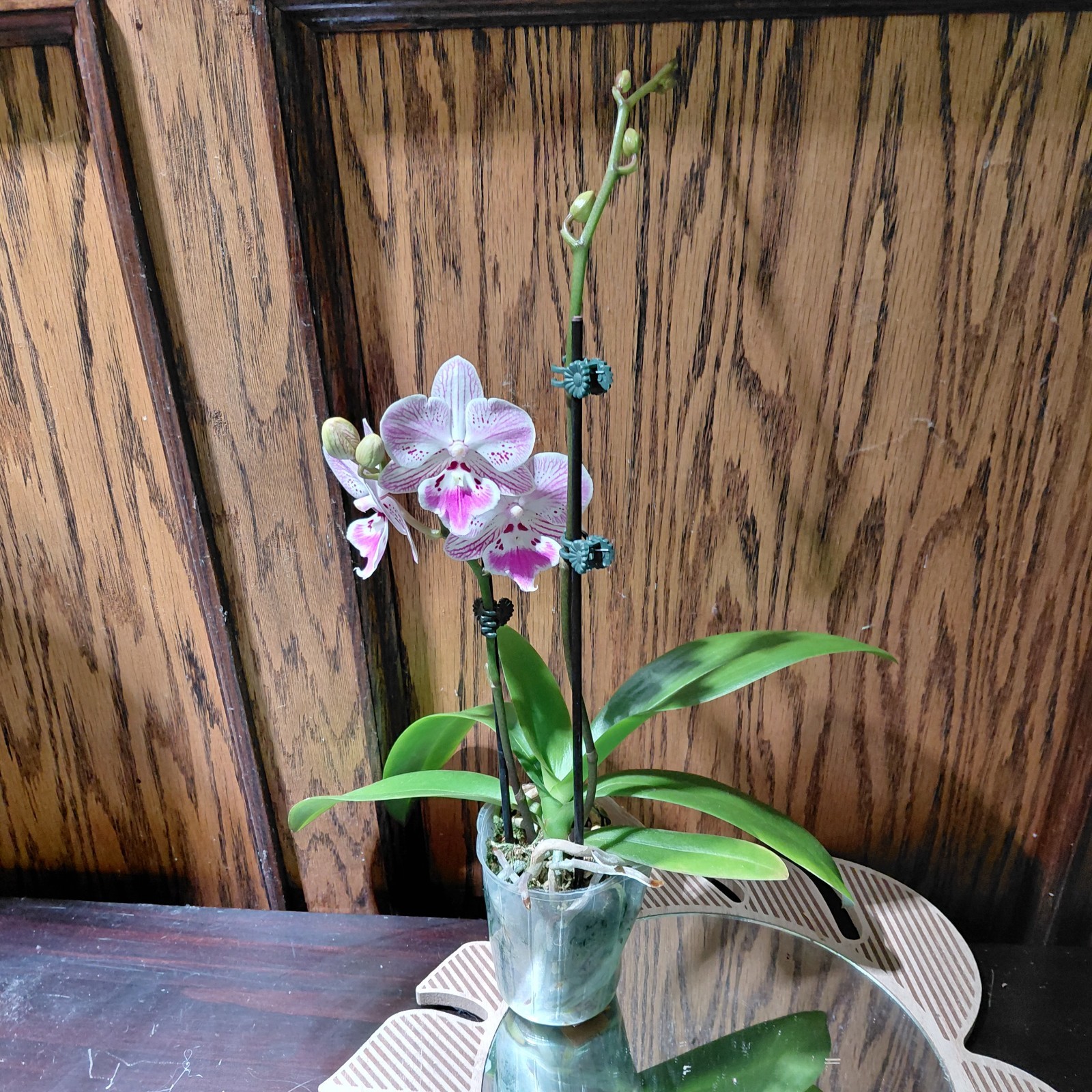 Phalaenopsis “OX Cresent Dancer” – 2 Spikes