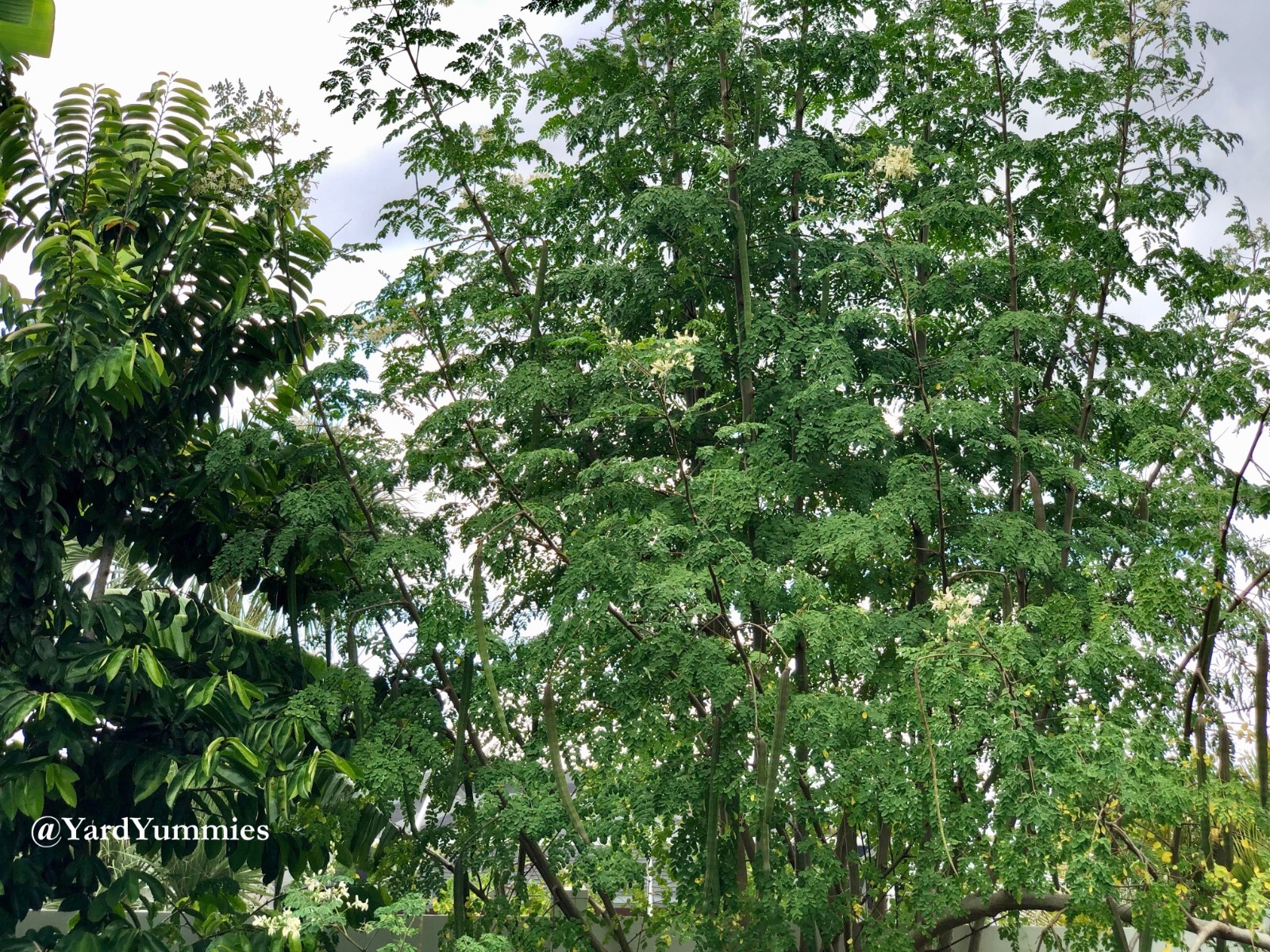 10 Moringa Tree SEEDS Moringa Oleifera Miracle Drumstick Tree Seeds 2 Plant USA