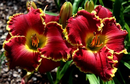 RED BLOODED 2 fans Daylilies perennial return every year multiplying