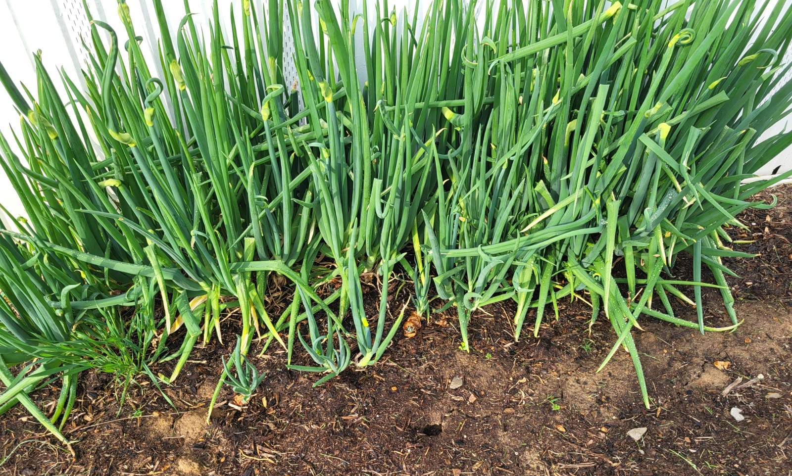 Egyptian Walking Onion, Two Large Bulbs, Perennial, Edible