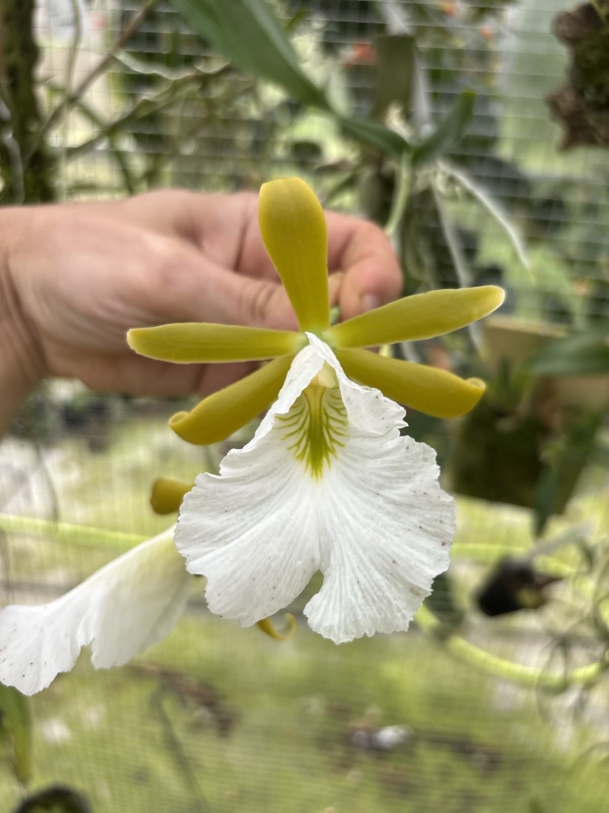 Encyclia mariae In Bloom Choice Fragrant Orchid Species