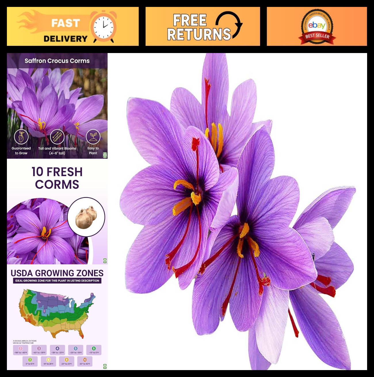 10 Large Saffron Crocus Corms – Purple Blooms – Perennial Bulbs for Outdoor Plan