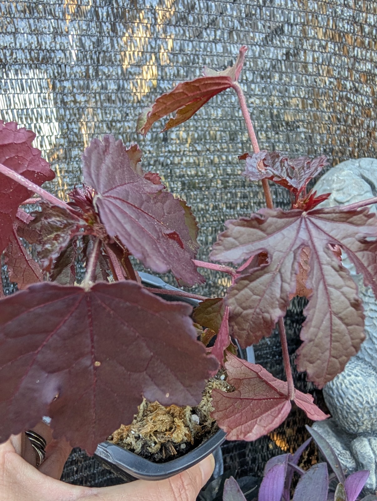 Goth Live Plant Bundle Dark Foliage Houseplants Black Purple Red Witchy Decor