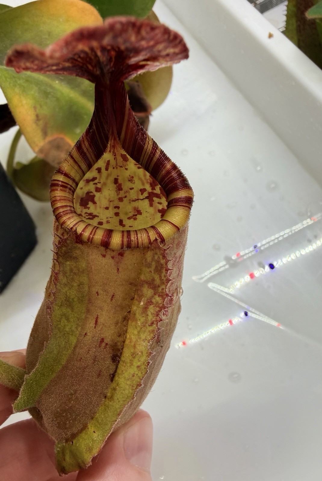 Nepenthes (Marpesa x clipeata) x (maxima x veitchii highland), Seed-grown