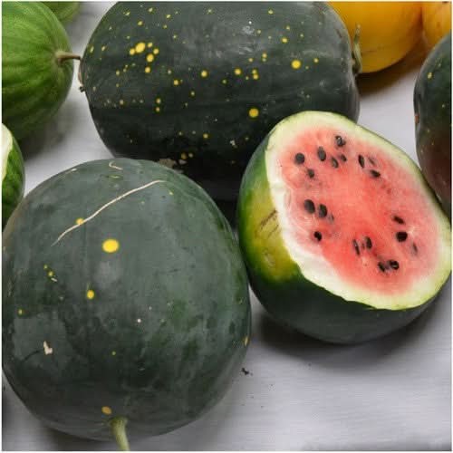 Moon & Stars Watermelon Seeds For Planting “Van Doren” (Citrullus lanatus)