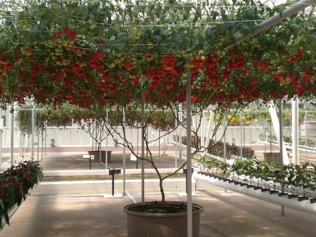 1 Oz Bulk ITALIAN TREE TOMATO ‘Trip L Crop’ Seeds – 1 Ounce = Approx 9500 Seeds