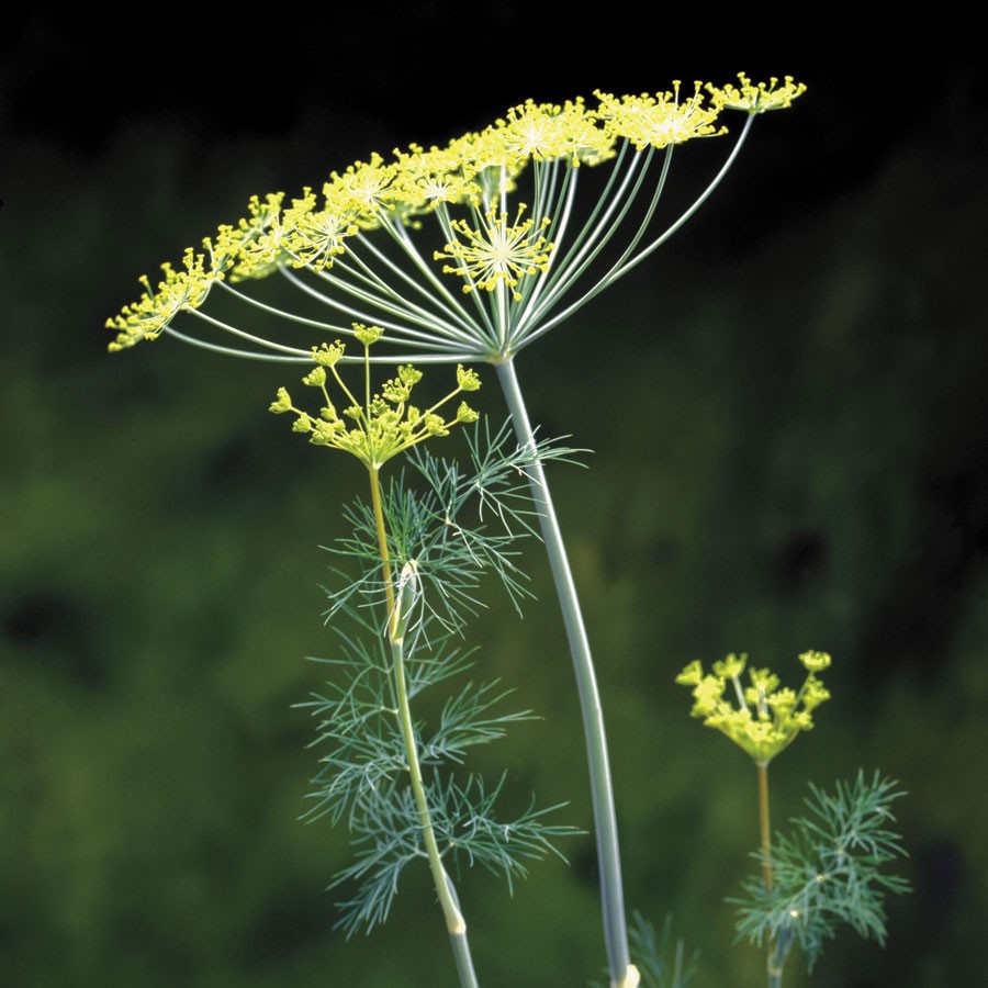 Fernleaf Dill – 125+ Seeds
