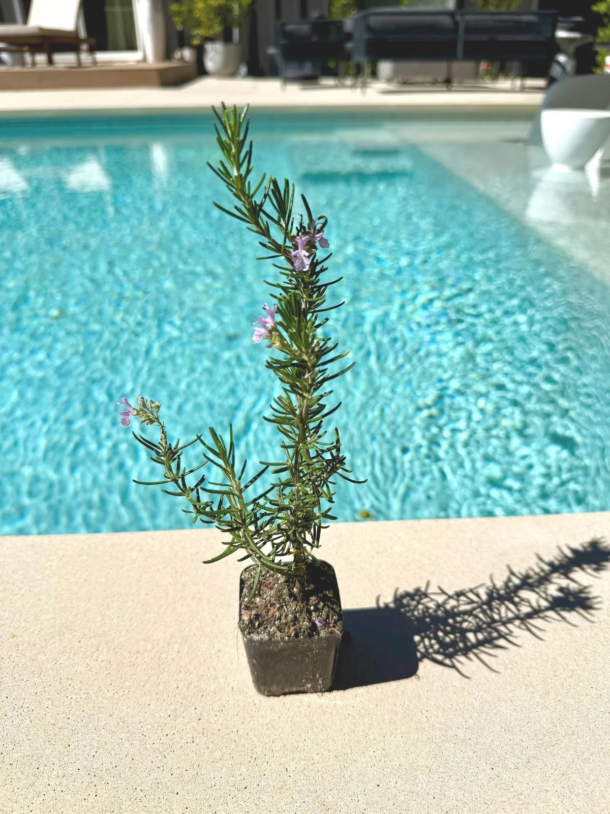 Pink Rosemary Majorca, 2 Inch Pot, Fragrant Culinary Herb Starter