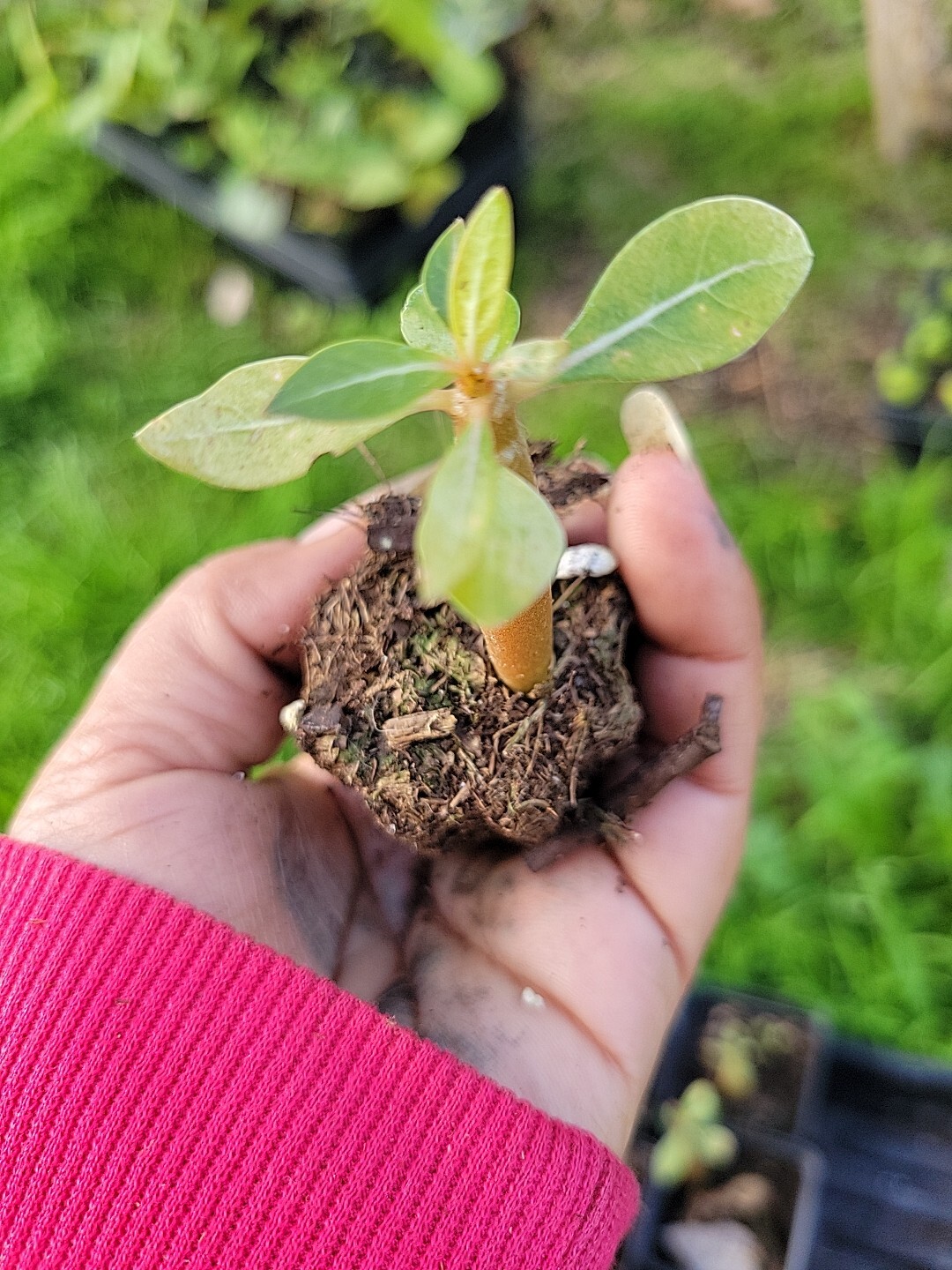 1 Desert Rose purple plant seedling Adenium Obesum purple Baby Plant See Pics