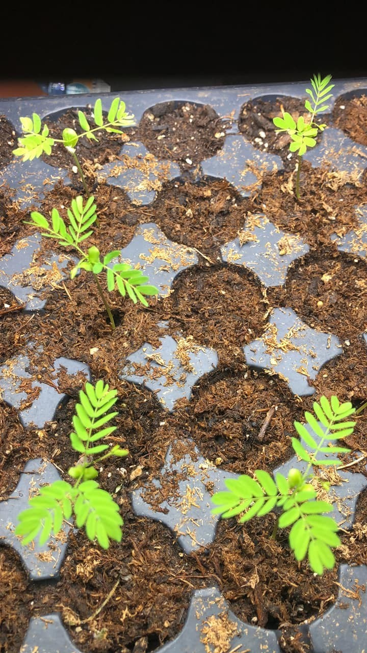 20 Brazilian Rain Tree Seeds | Pithecellobium tortum | Rare Bonsai Seeds