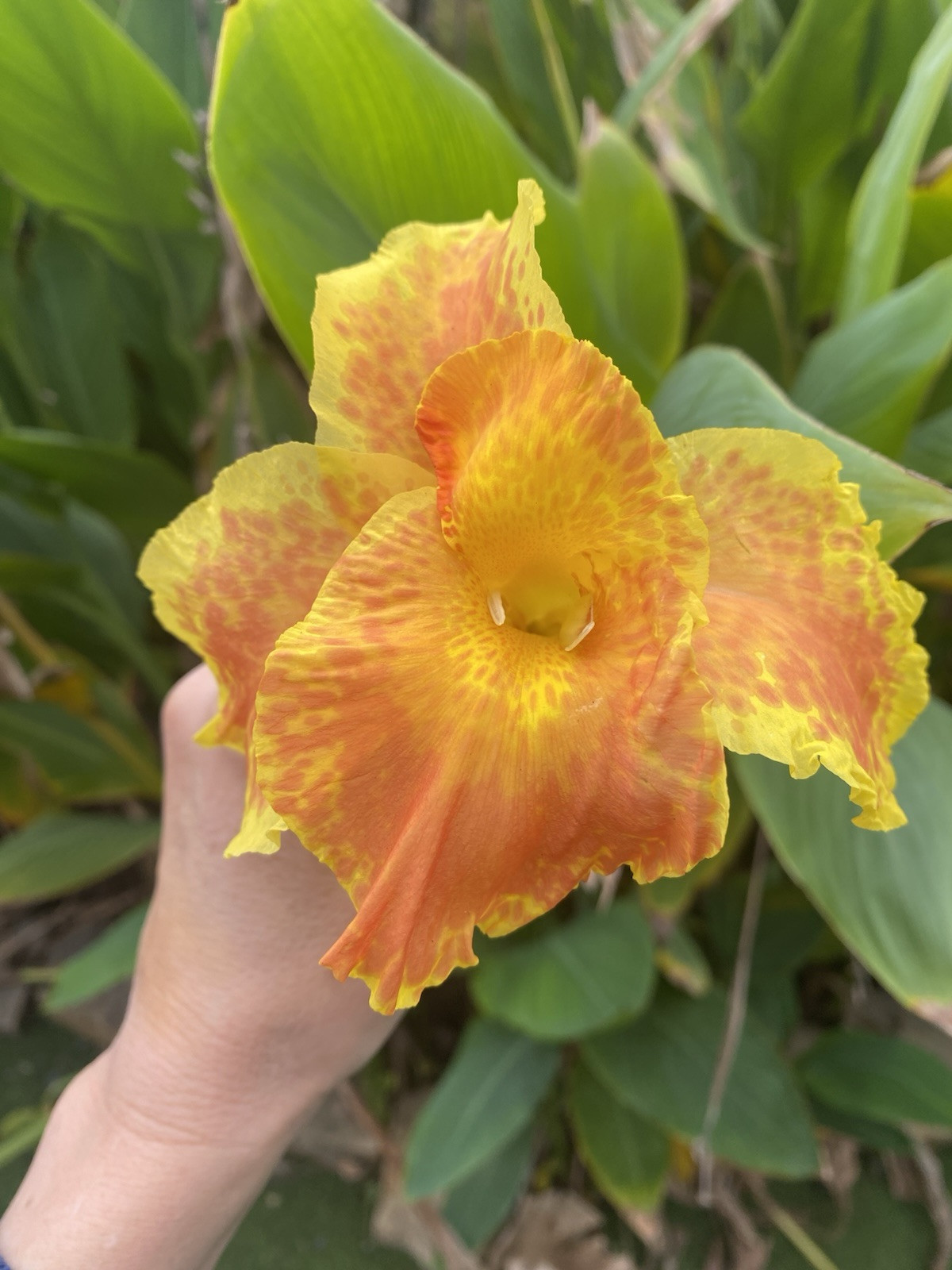 3 Orange Yellow Spotted Canna Tuber Rhizome Bulb Green Leaf Large Cannas Flowers