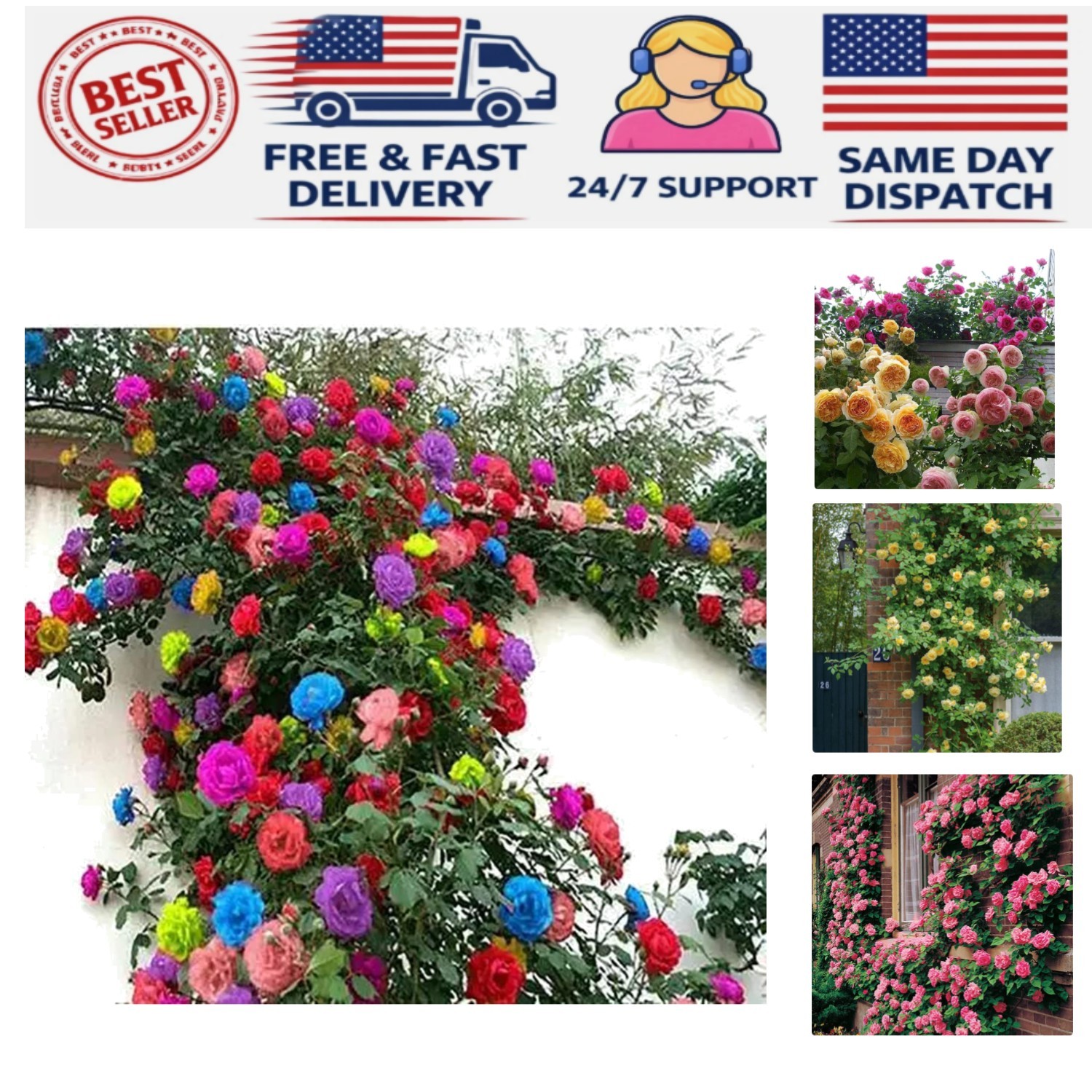 200+ Heirloom Climbing Rose Seeds for Stunning Gardens – Long-Blooming Beauty