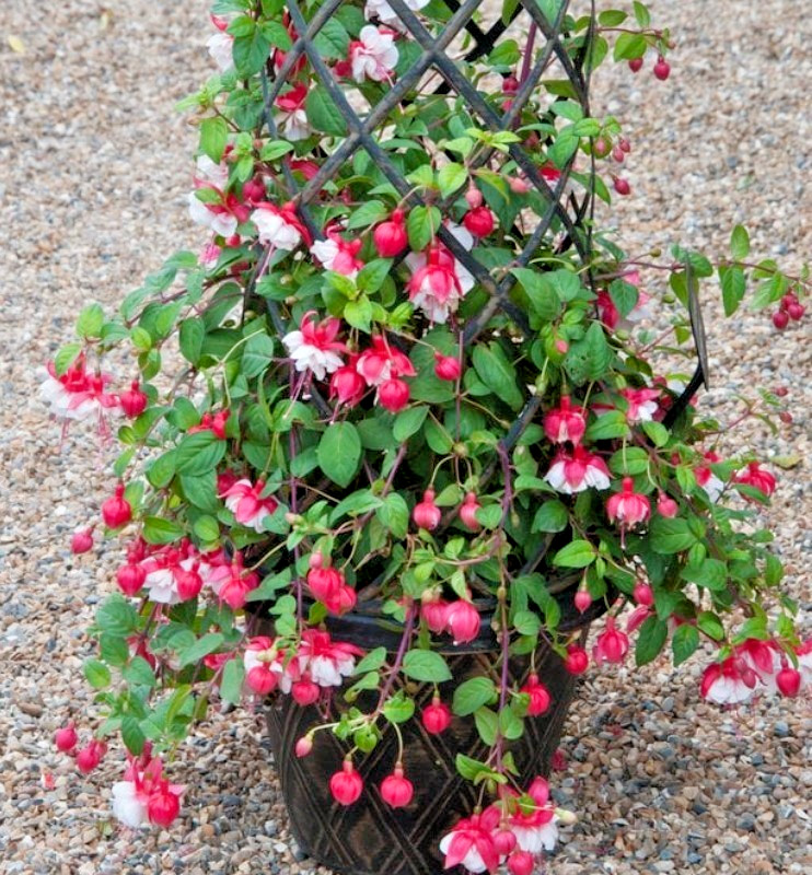 Swingtime Fuchsia Starter Live Plant – 6-10″ Tall – 5″ Pot – Zones 9-11