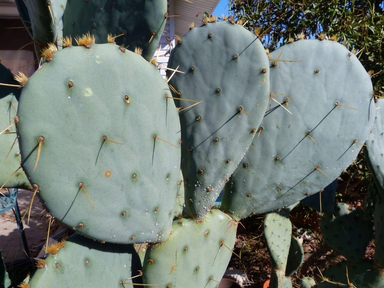 1 Nice Pad Opuntia engelmannii West Texas PRICKLY PEAR CACTUS nice yellow blooms