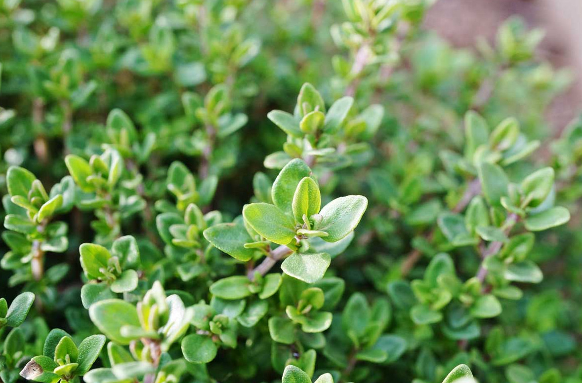 English Thyme Live Plant – 4″ Pot – Fragrant Culinary Herb