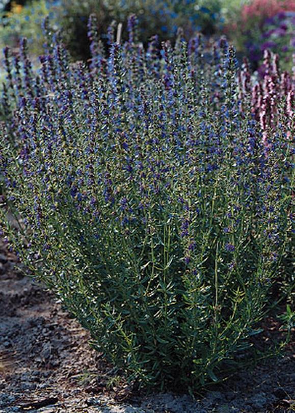 Herb Seeds – Hyssopus Officinalis Nectar Blue Seeds