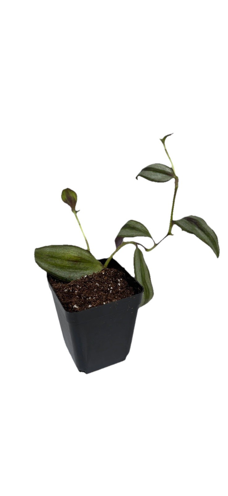 House Plant Starter Assortment – 3-5 Rooted Plants – 30-160 days old, 3″ to 12″