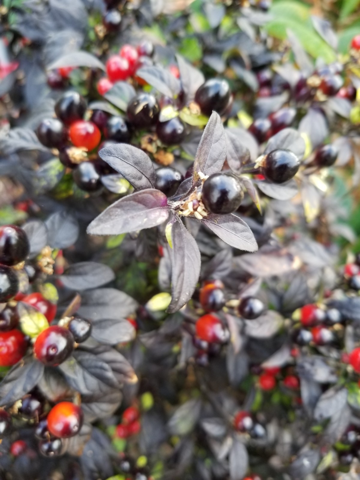 30+ Seeds of BLACK PEARL Hot Pepper Organic US Grower