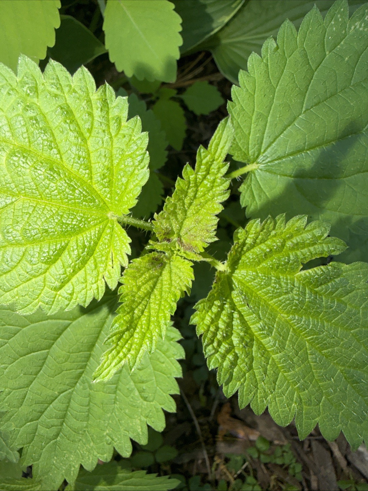4 Live Stinging Nettle Roots, Medicinal Herb Organically Grown Ready to Plant
