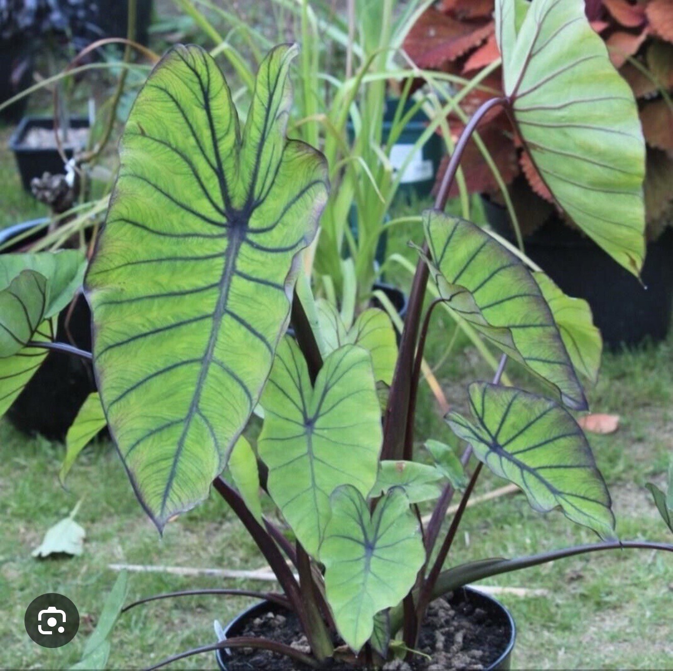 Blue Hawaii -Colocasia esculenta- Elephant Ear-SMALL ROOTED STARTER Plant
