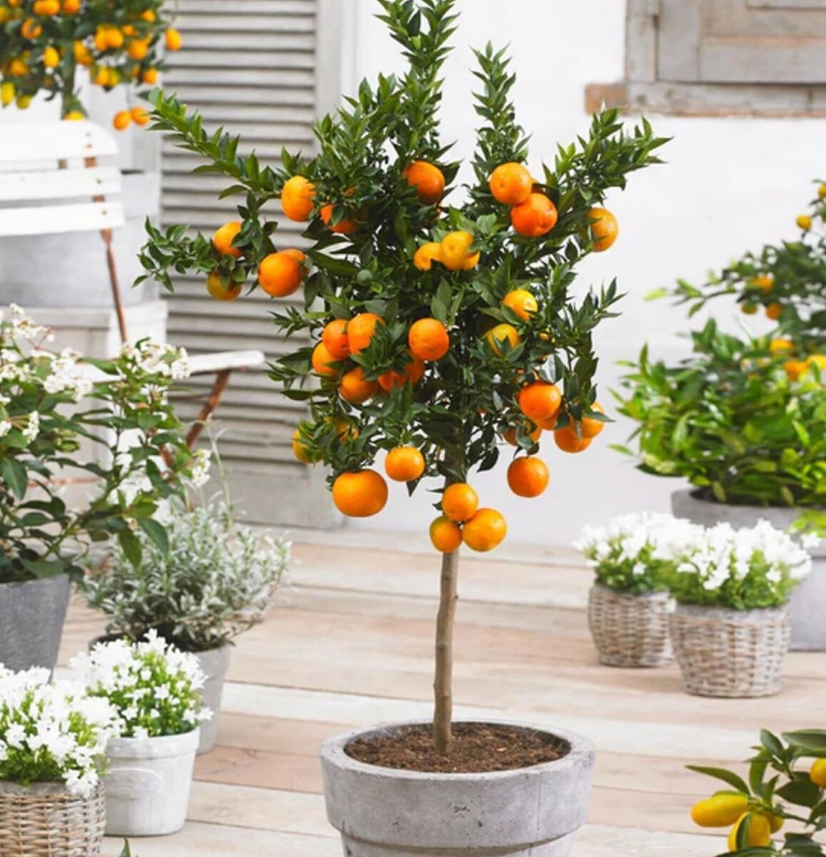 Navel Orange Tree – 32″-42″ Tall – Mature Fruiting Plant In 12″ Tall Citrus Pot