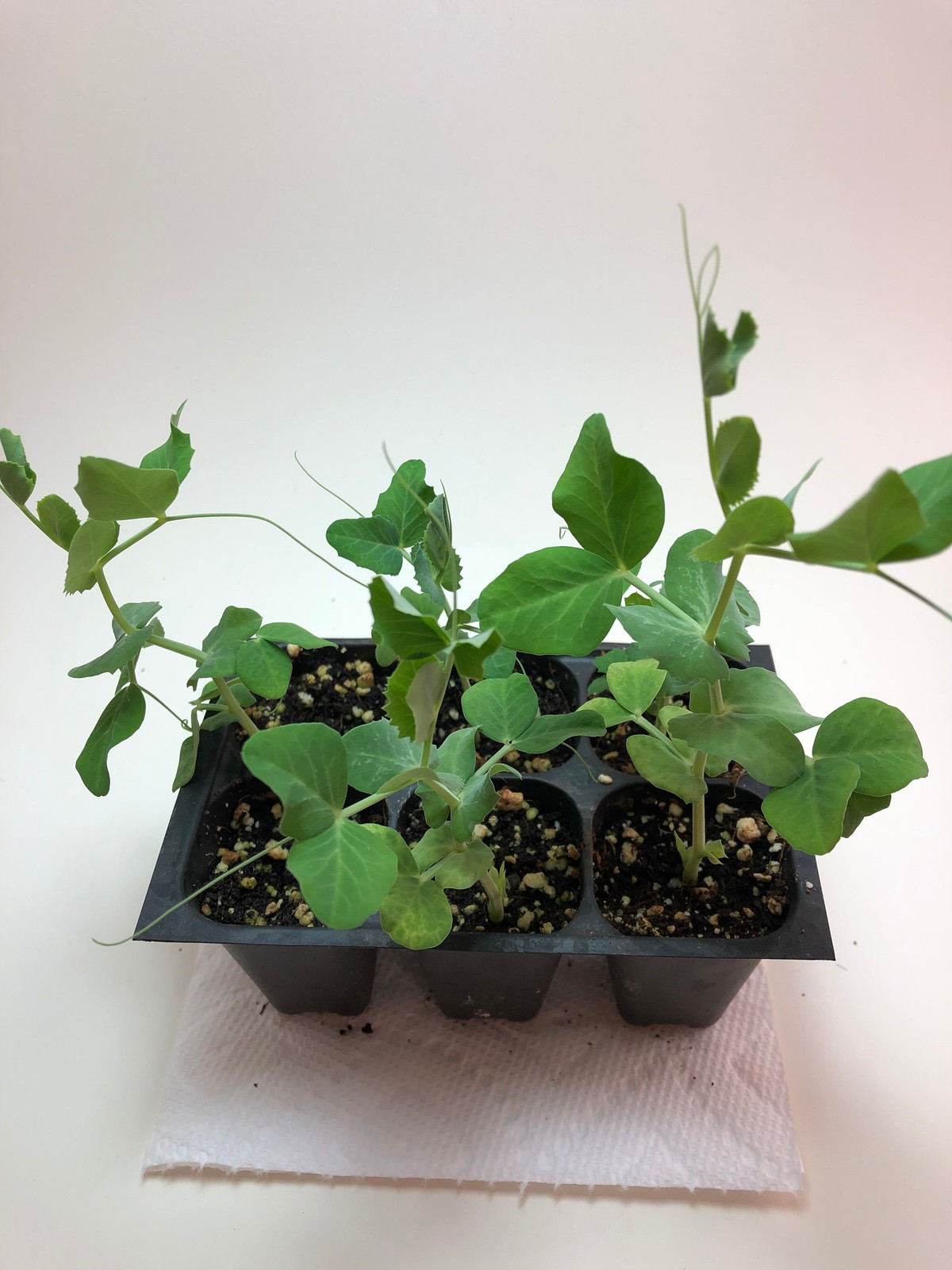 Sugar Snap Pea Live Plants – Seedlings/Plugs- 3″- 6″ tall – 30-50 days old