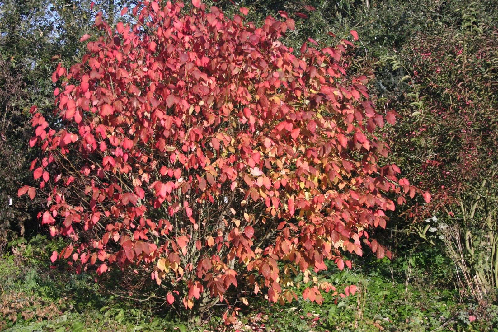 Scarlet Euonymus, Euonymus sachalinensis, Shrub Seeds