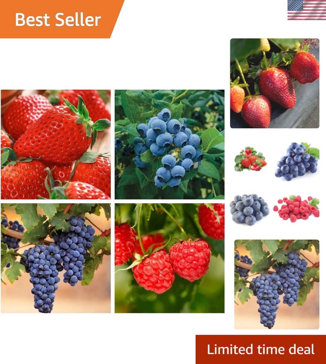 Ultimate 1000+ Fruit Seeds: Non-GMO Strawberry, Raspberry, Blueberry Collection