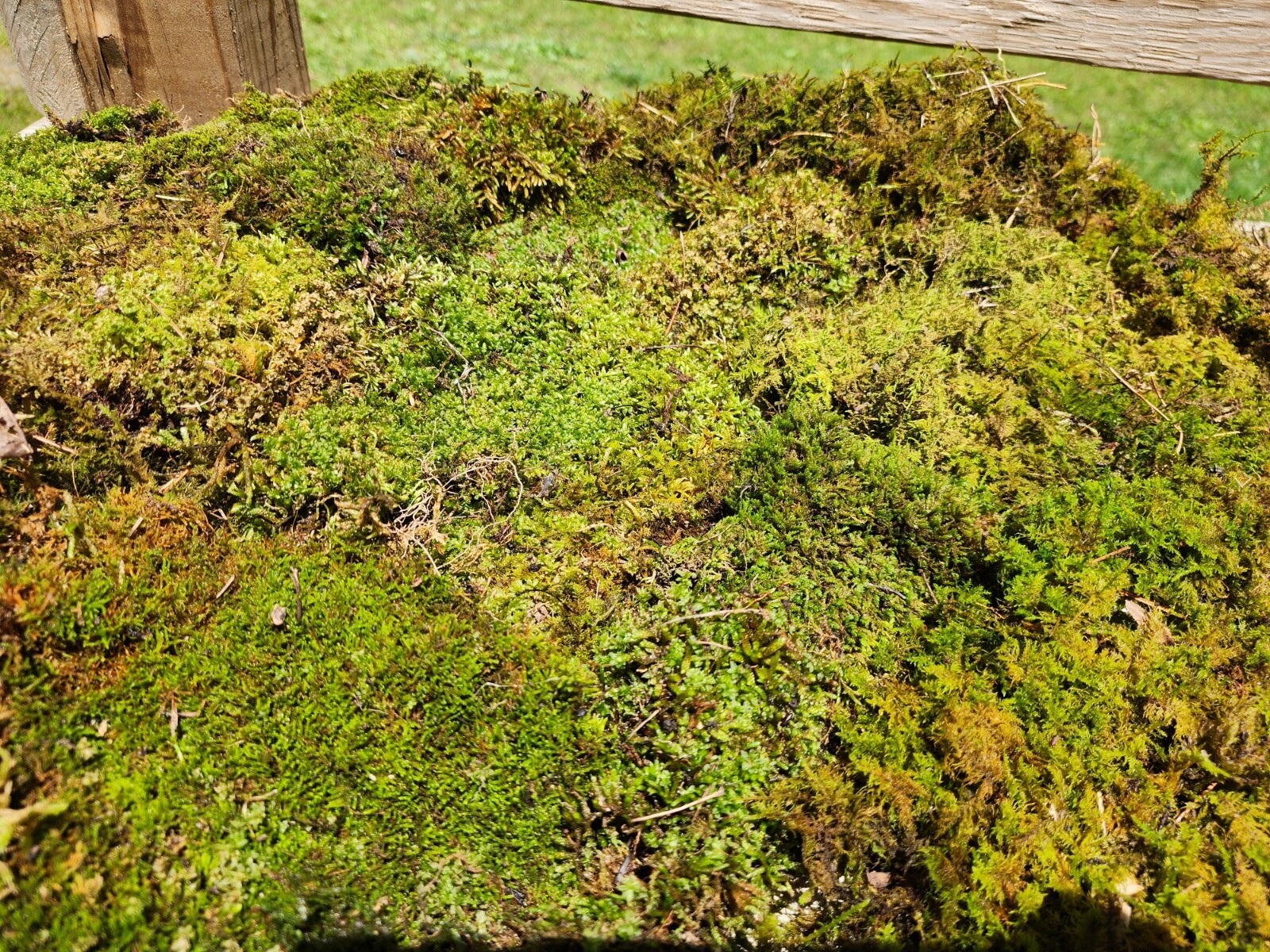 Living Moss – Fresh Sheet Moss Terrariums (THIRTY) 1 Gallon Size Bag