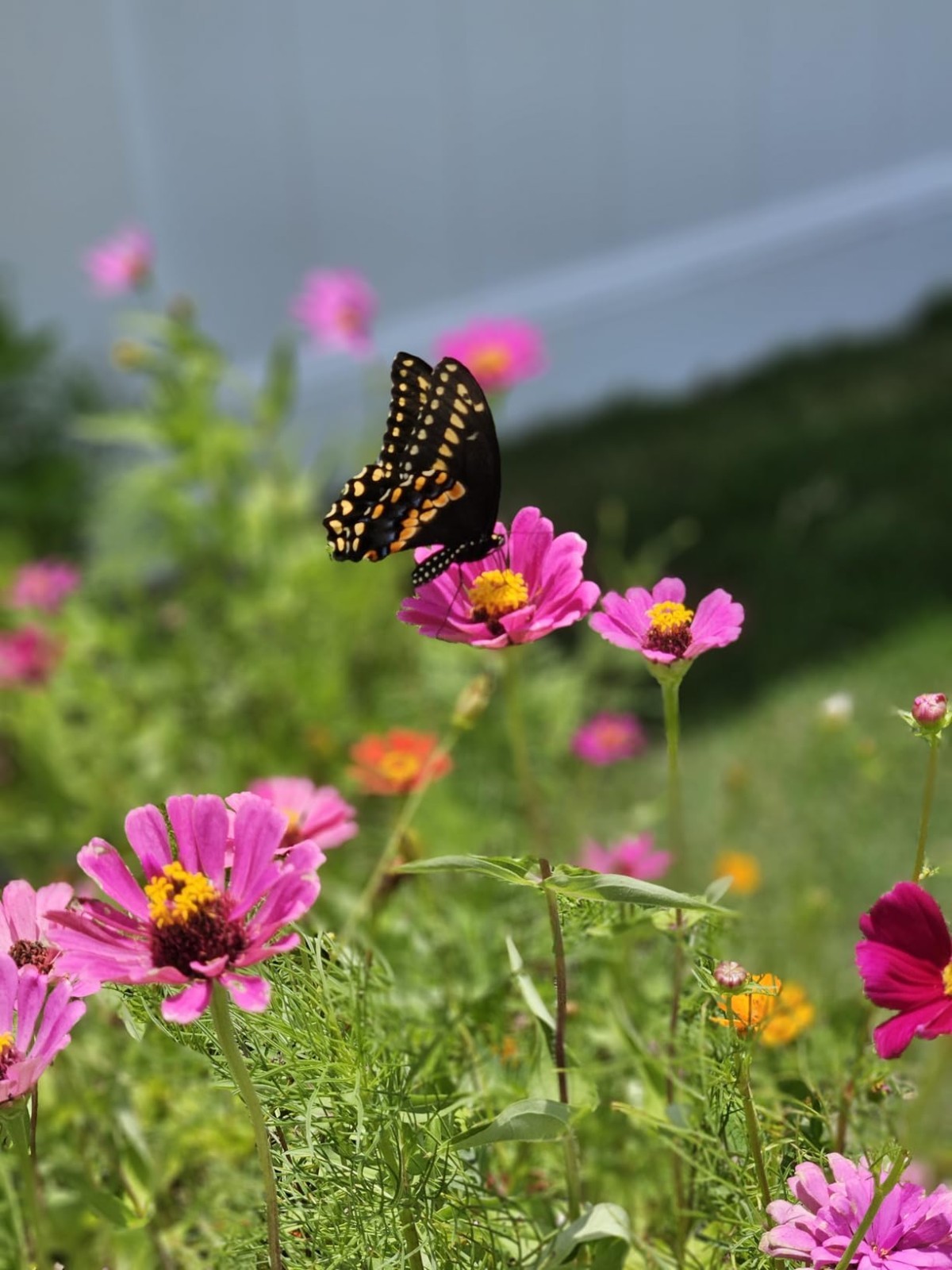 Easy to Grow Wildflower Seeds – 100,000 Count for Thriving Butterfly Habitats