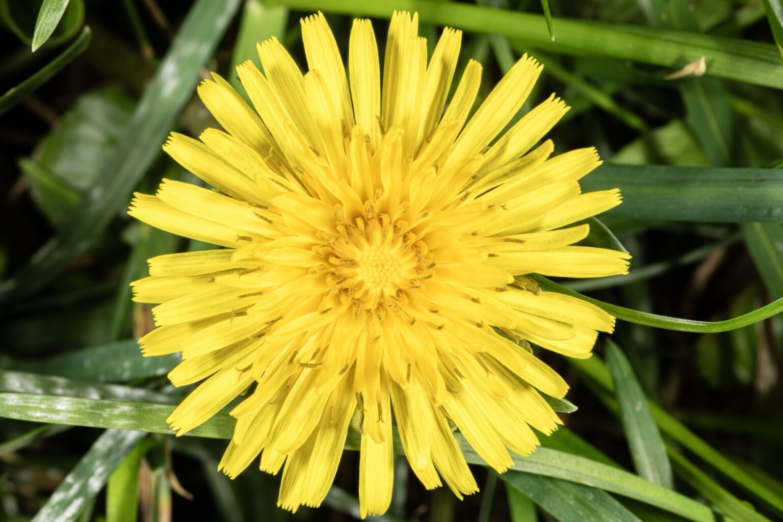 250++ Dandelion Seeds – Taraxacum officinale Seeds – Medicinal and Edible Herb