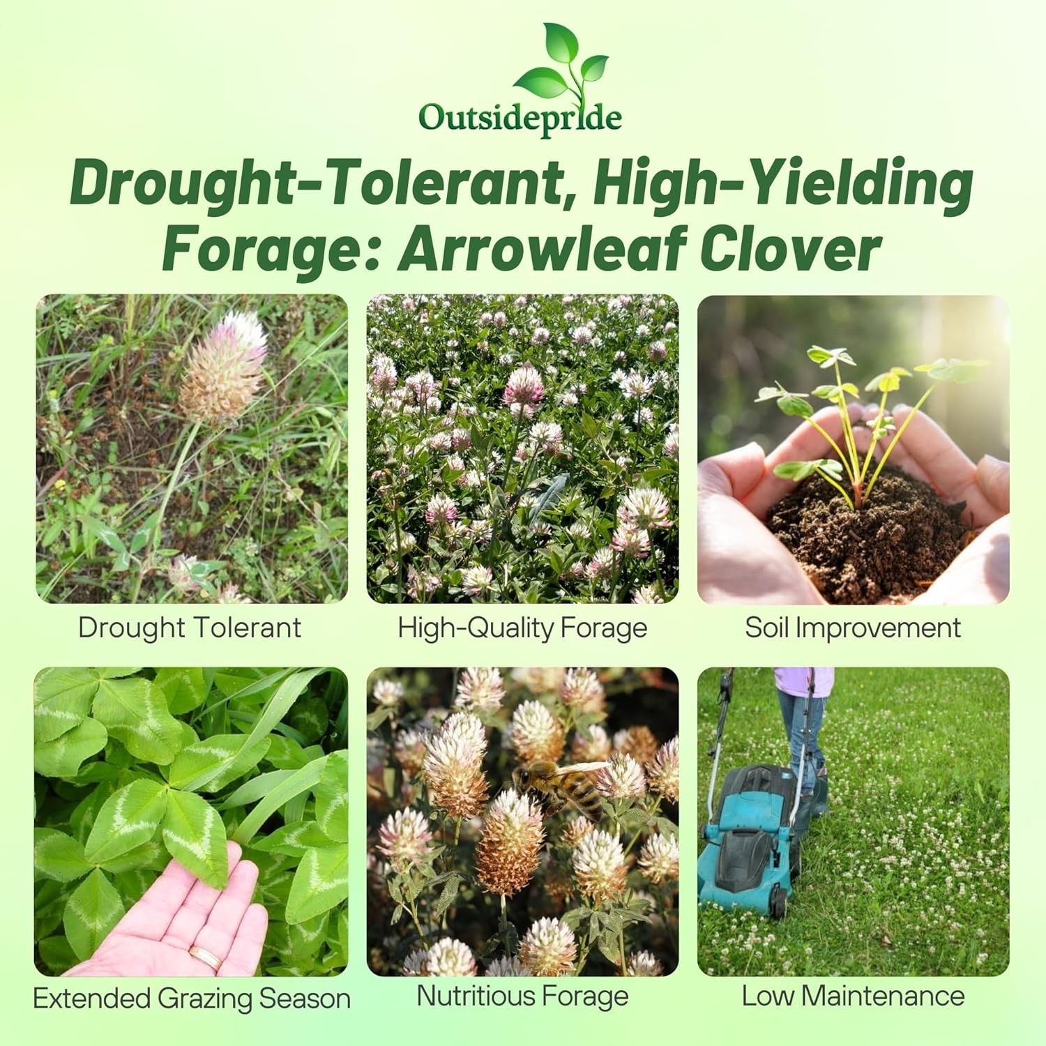 10 LBS – Inoculated Arrowleaf Clover Seeds – Trifolium Vesiculusom