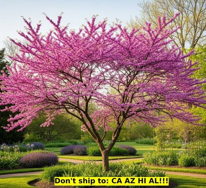 Eastern Redbud Tree in 3 gal pot Outdoor Fabaceae Flowering Garden Tree 1-2 ft H